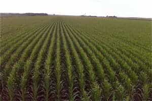 Grain Traders | Nebraska Corn Board