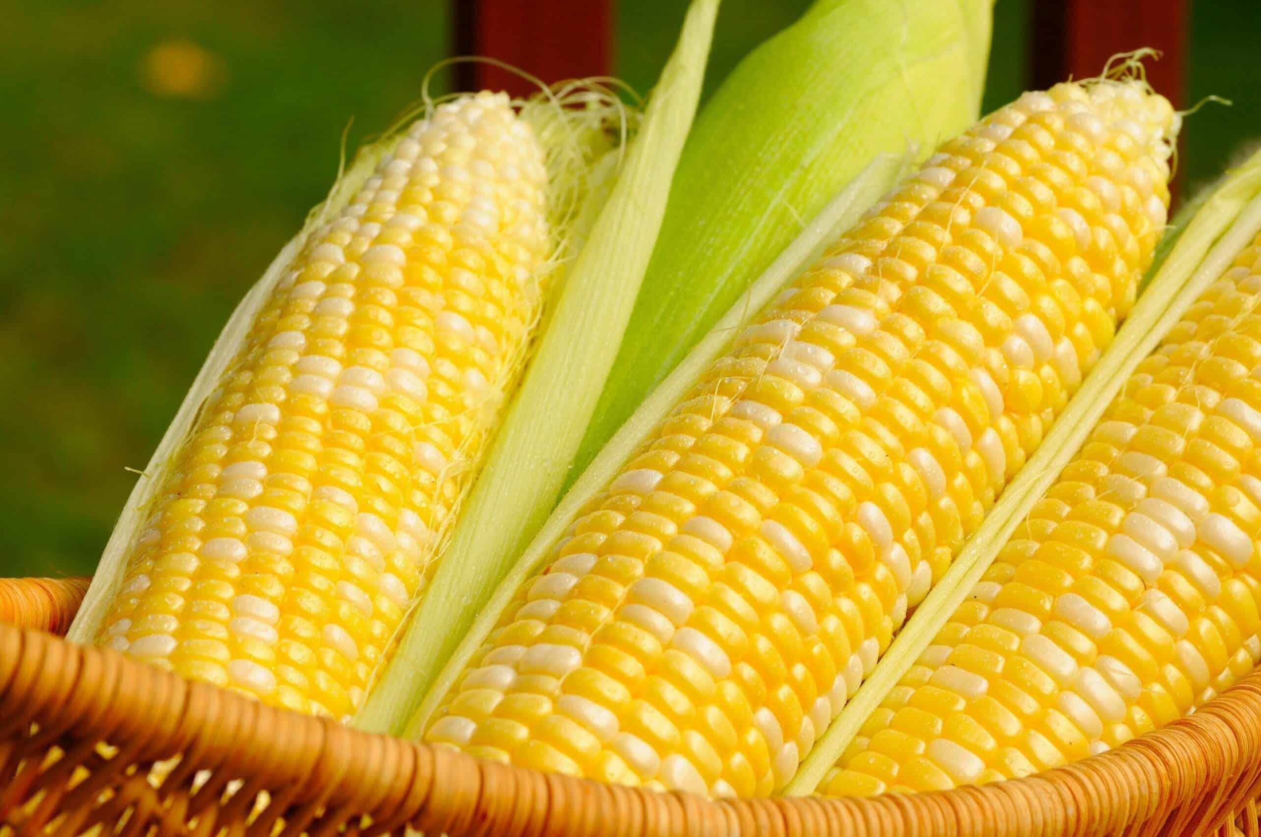 Field Corn vs. Food Corn | Nebraska Corn Board