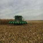 Combine drives through cornfield