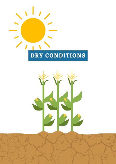 NCB_Genomes_CoreTraits_dry