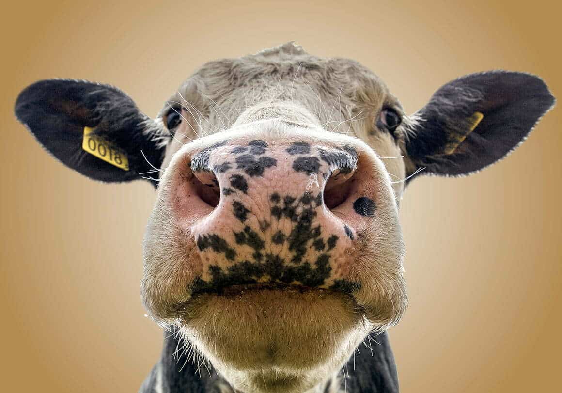 cow with spotted nose looking into camera
