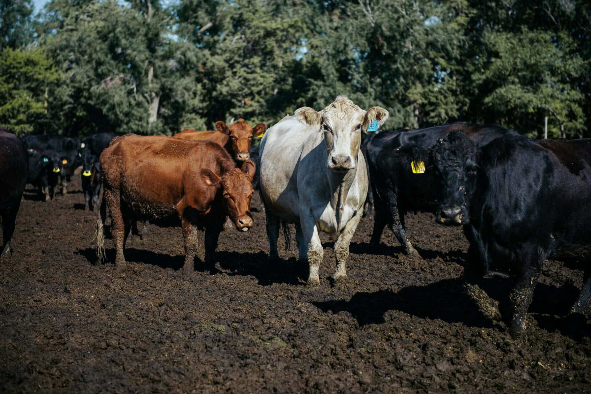 A herd of cows stand in a muddy field.