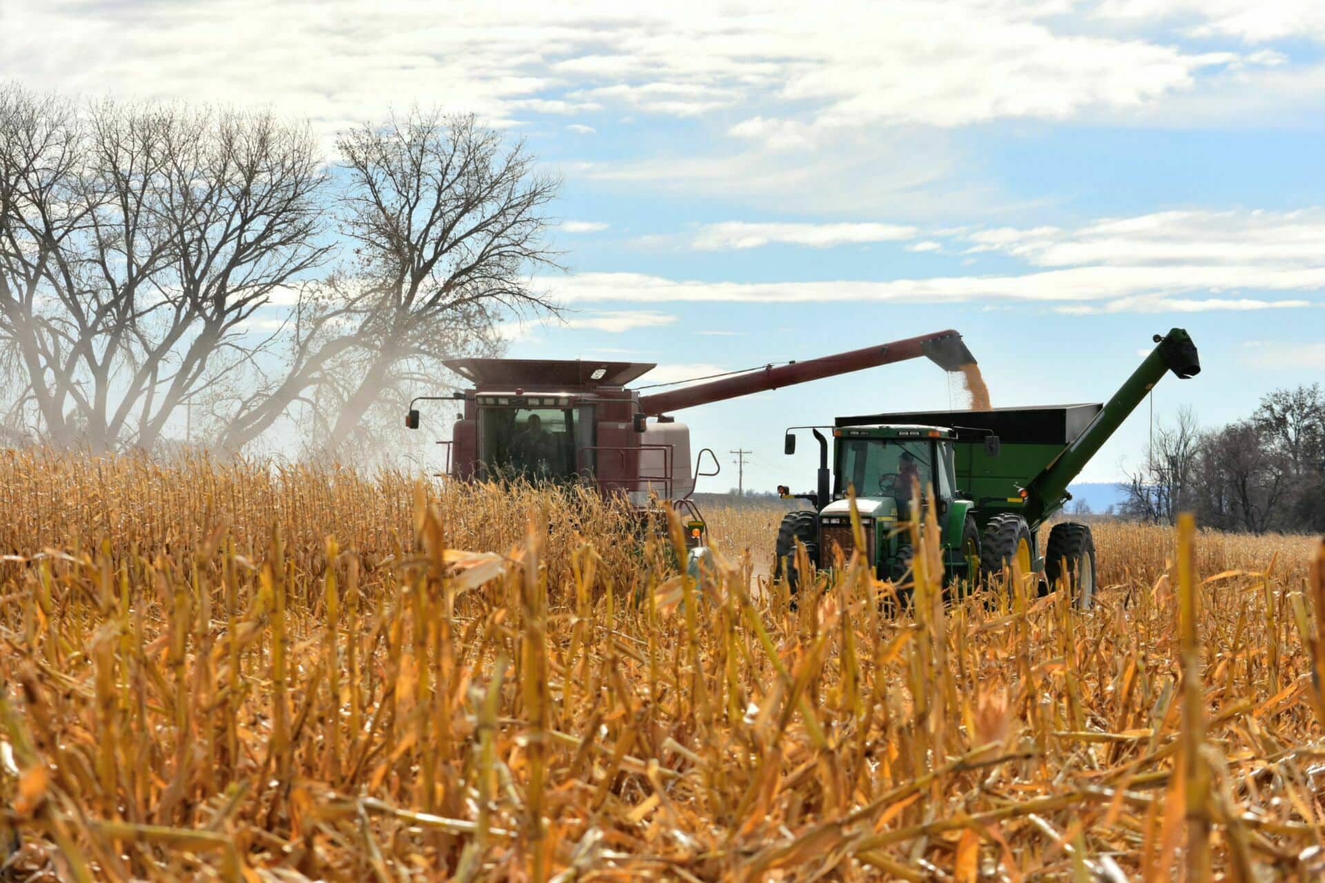 A farmer combines corn and transfers it to a grain wagon.