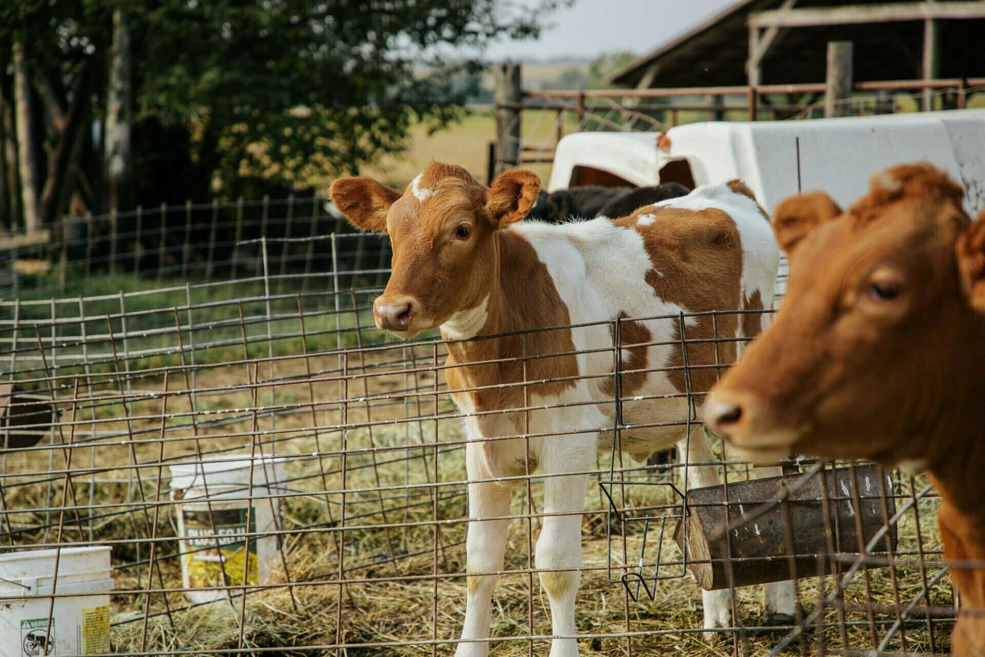 A calf in a pasture.