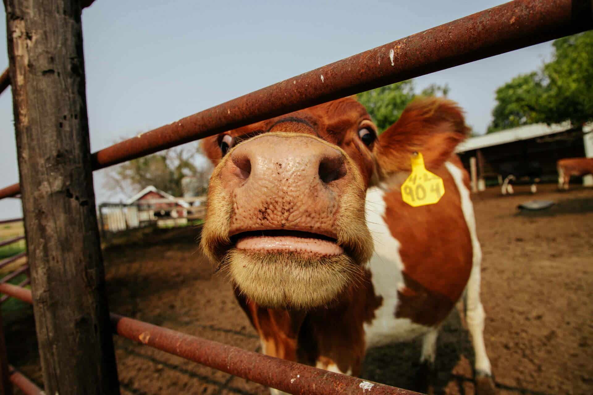 A cow sticks its nose through a metal gate.