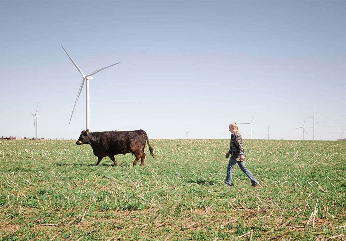 A woman walks with a cow in a field.