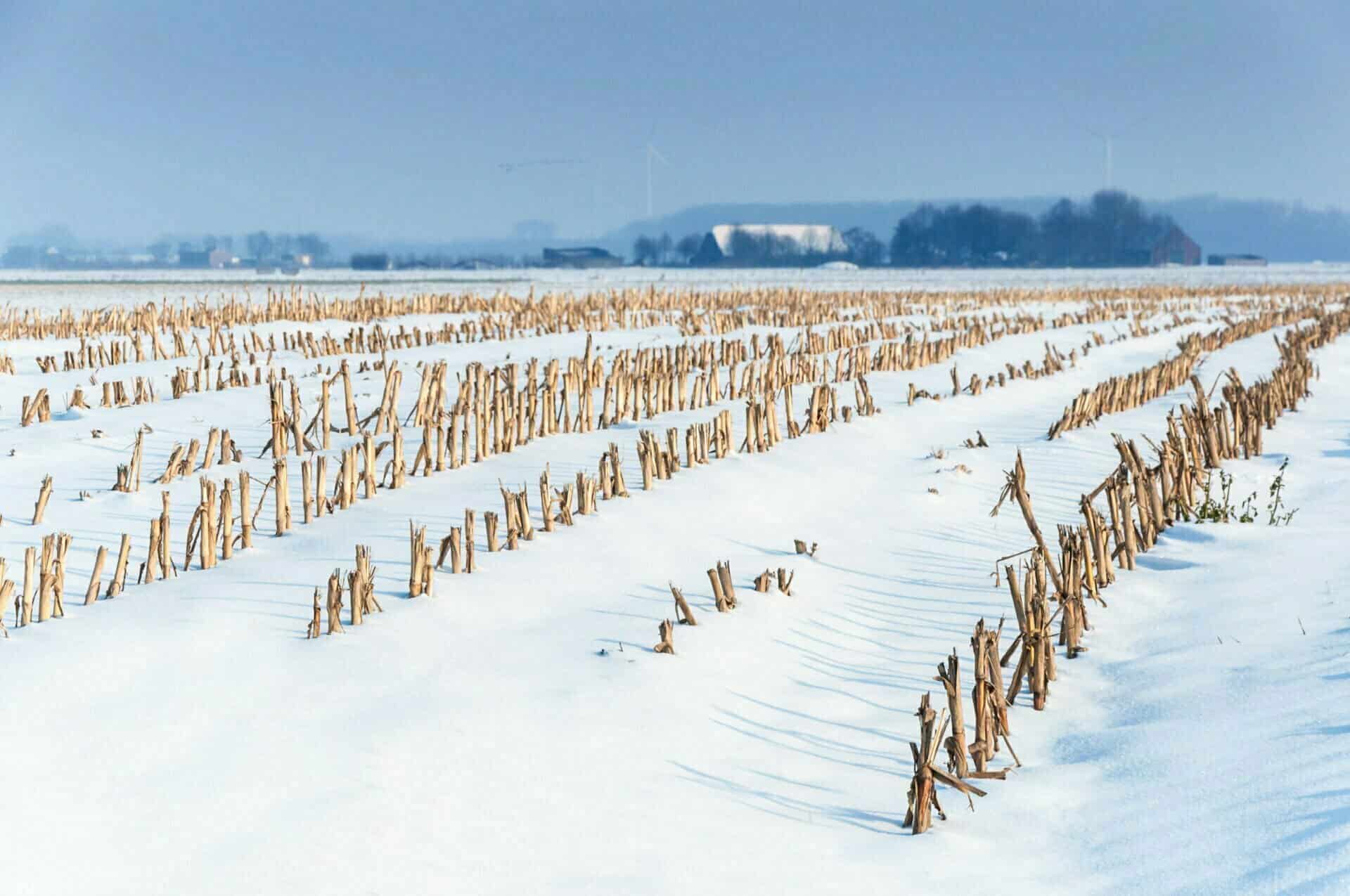 The remainders of cornstalks are shown in a snowy field during the winter.