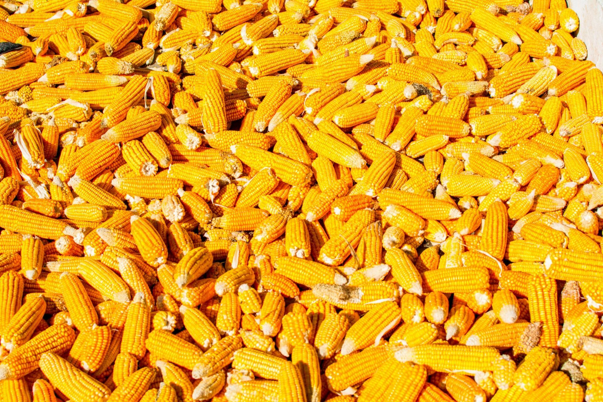 Field corn that's still on the cob is shown in a bin.