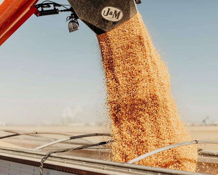 Corn being dumped into a grain trailer