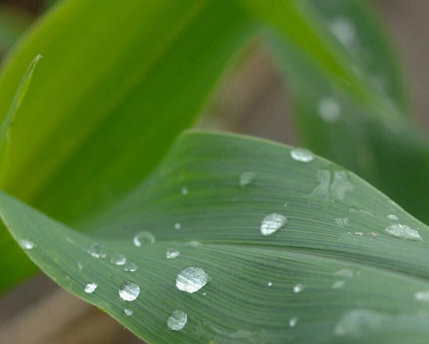 2.Improving-100720_extension083-scaled-1024×682 Corn with dew on the leaf