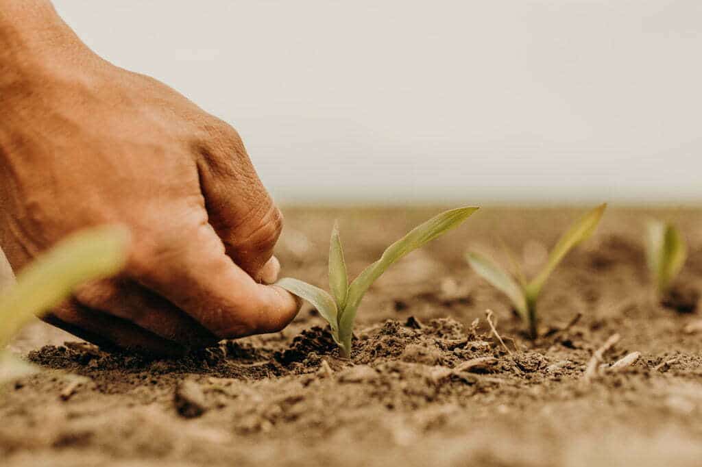 Early corn plant coming out of the dirt