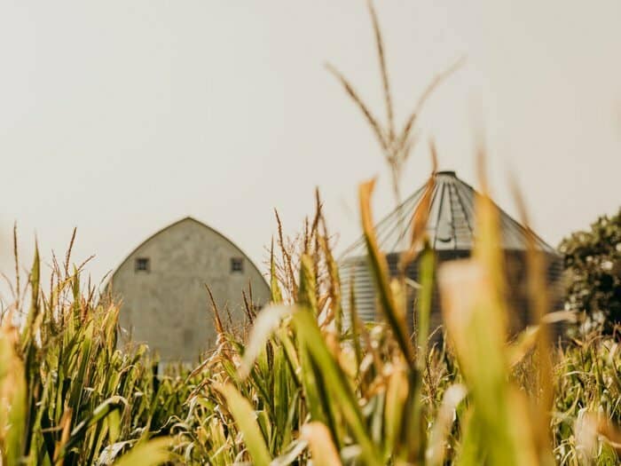 A barn and grain bin sitting behind a corn field