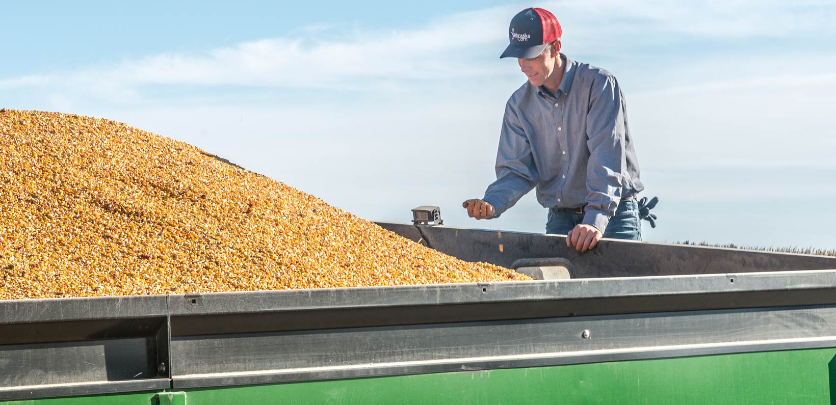 Farmer inspecting corn in a grain cart
