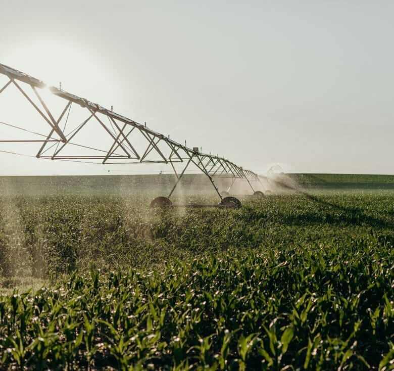 Cornfield being watered by an irrigation system