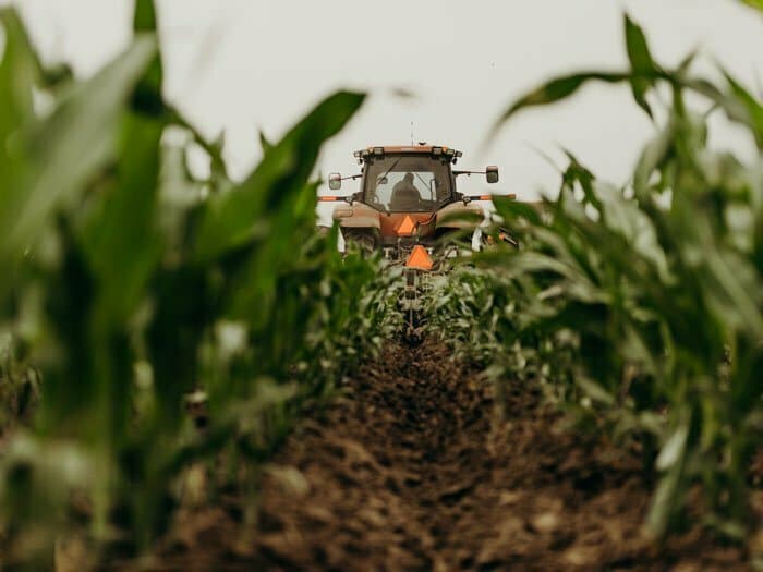 Tractor driving in a corn field