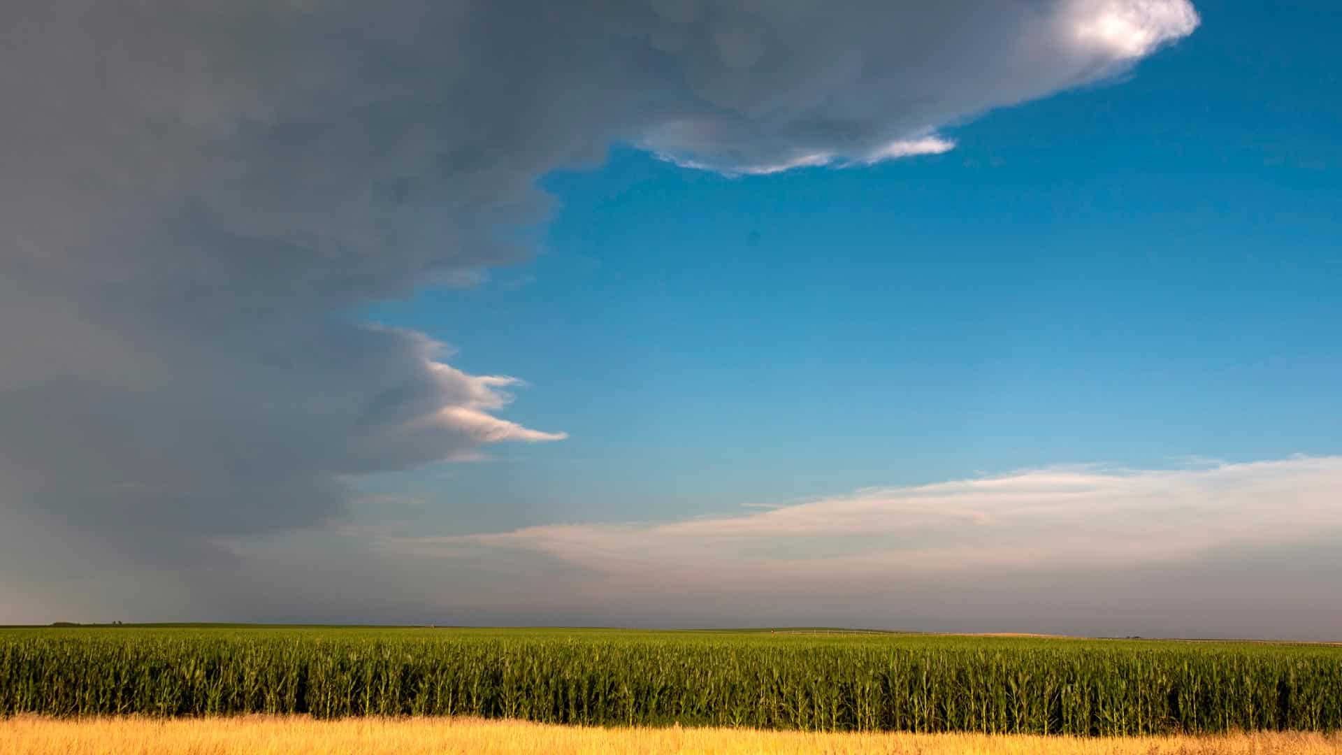 corn field with large clouds