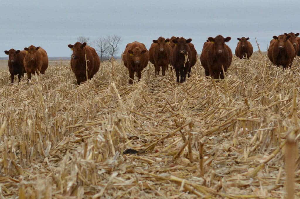 Brown cows walking forward in corn field