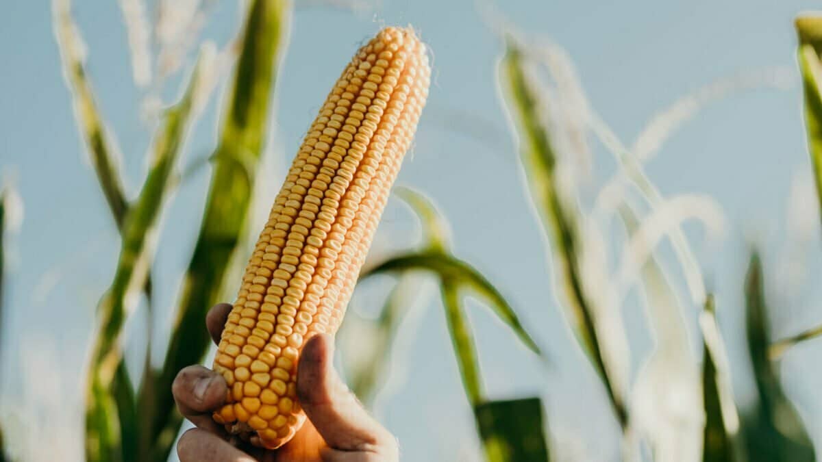 Golden Triangle | Nebraska Corn Board