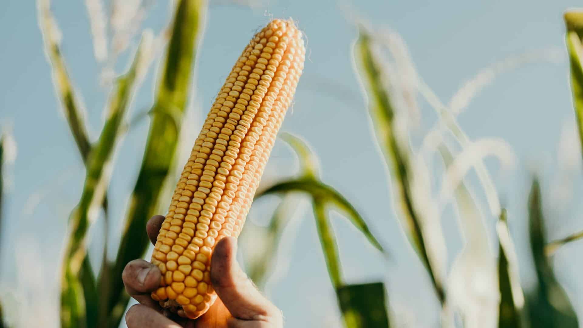 A farmer holds up an ear of field corn while standing in a cornfield.