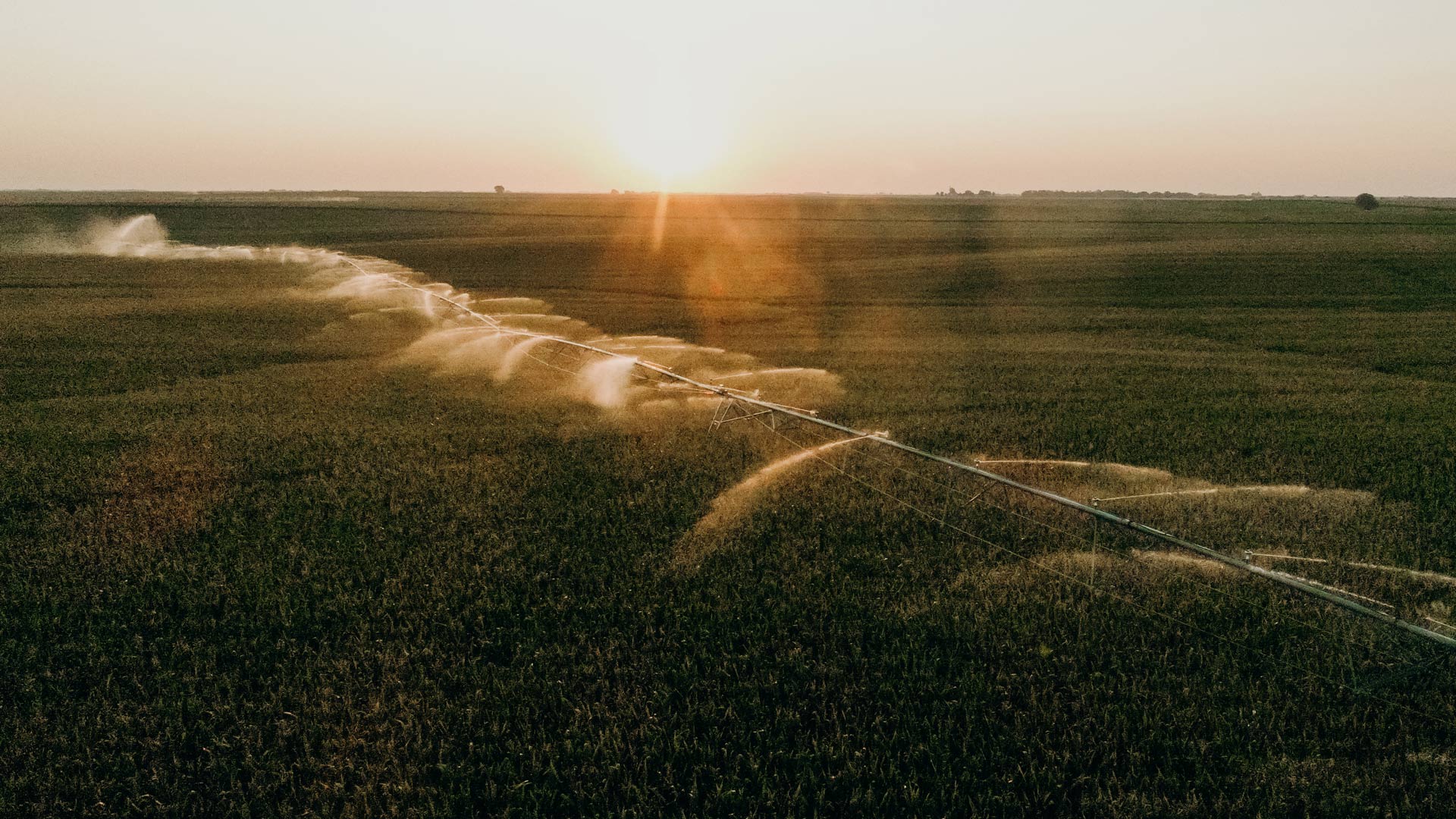 An irrigation system waters a cornfield.