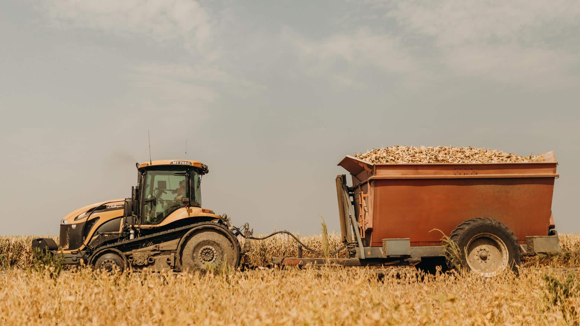 A farmer pulls a wagon of cornstalks after harvest.