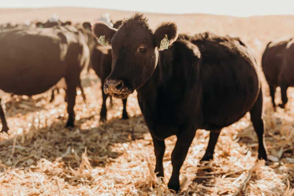 Black cows standing in farmed cord field