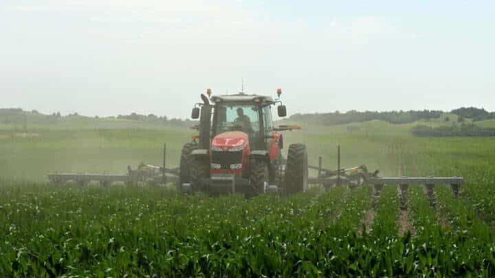 A farmer drives a tractor through a cornfield.