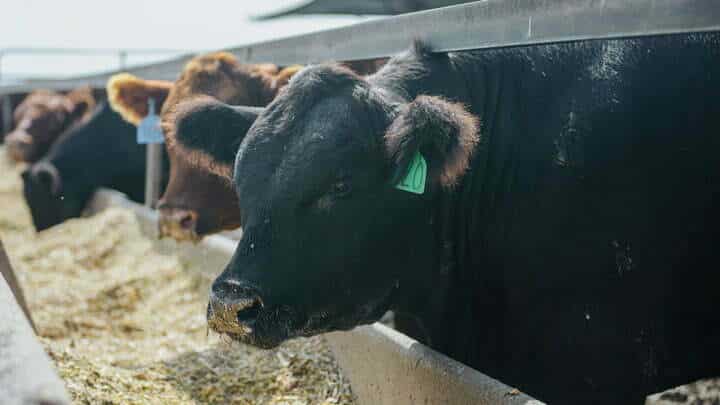 Cows eat distillers grains from a trough.