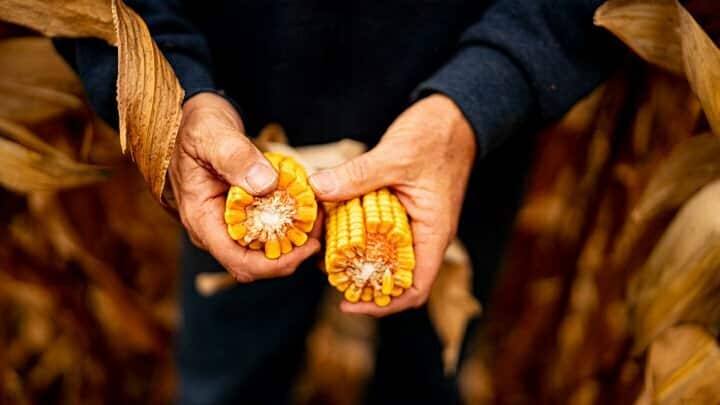 A pair of hands holding a broken in half ear of corn examining it.