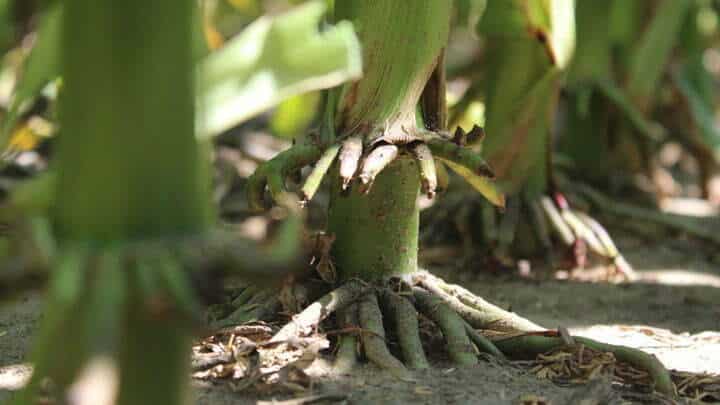 Corn plant roots