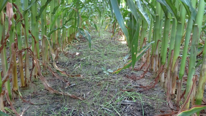 Cornstalks grow in a row in a cornfield.