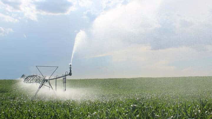 An irrigation system applies water to a cornfield.
