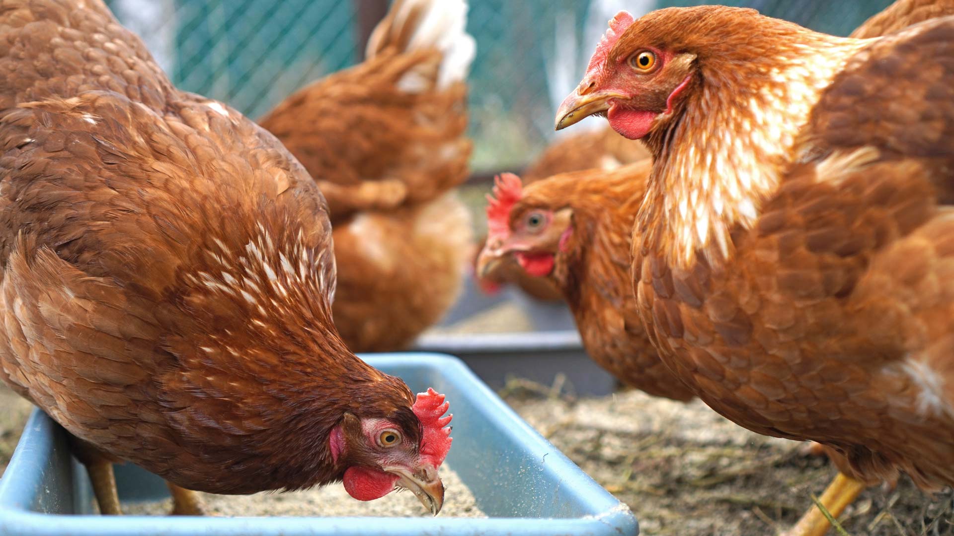 A flock of chickens eats corn-based feed.