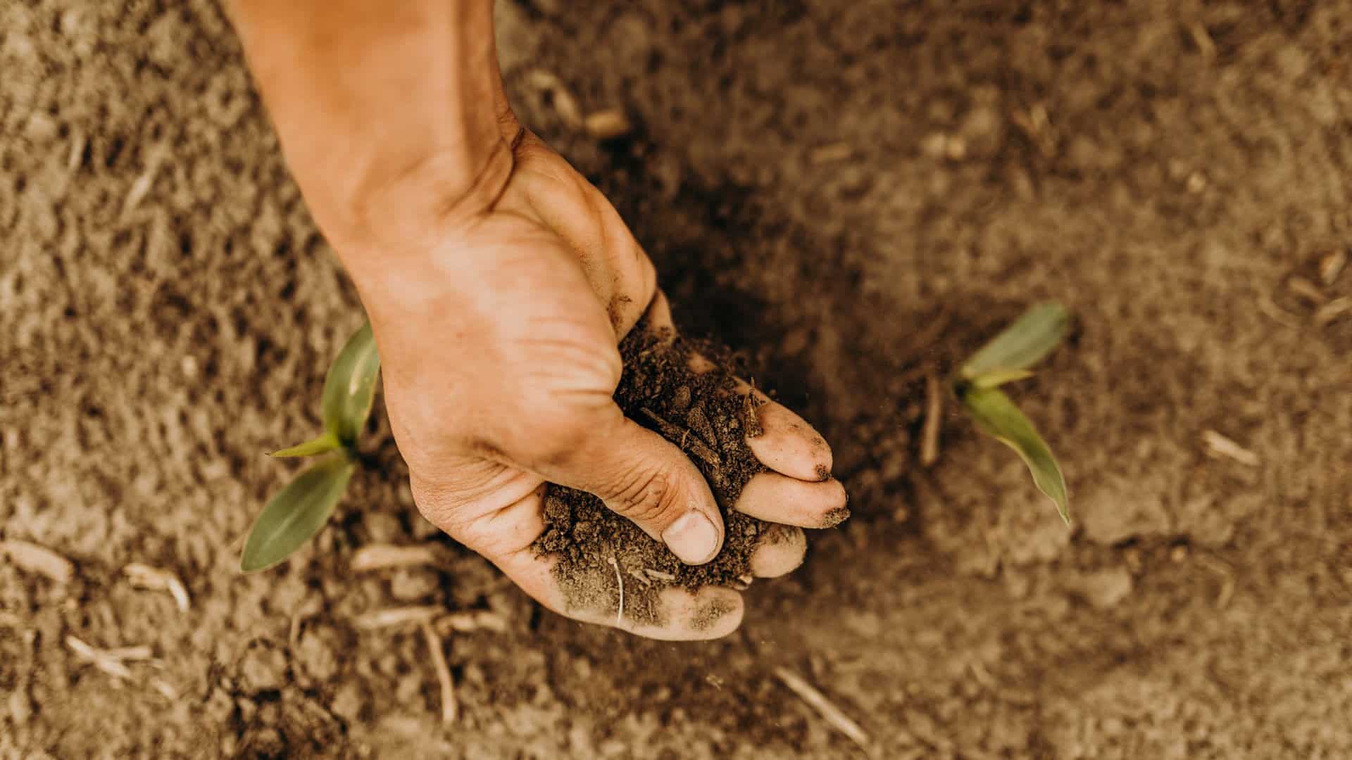 A man holds a handful of dirt in a cornfield.