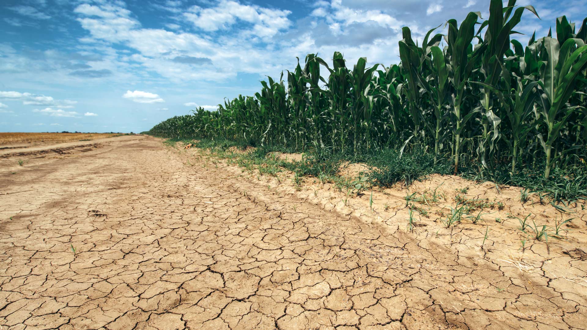 Drought conditions are shown in dry soil next to a cornfield.