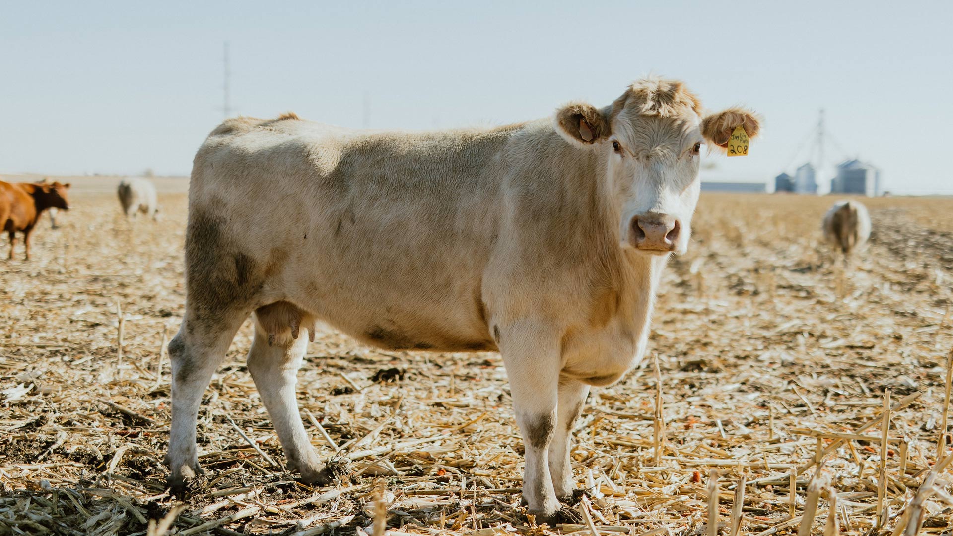 Large cow standing in plowed corn field