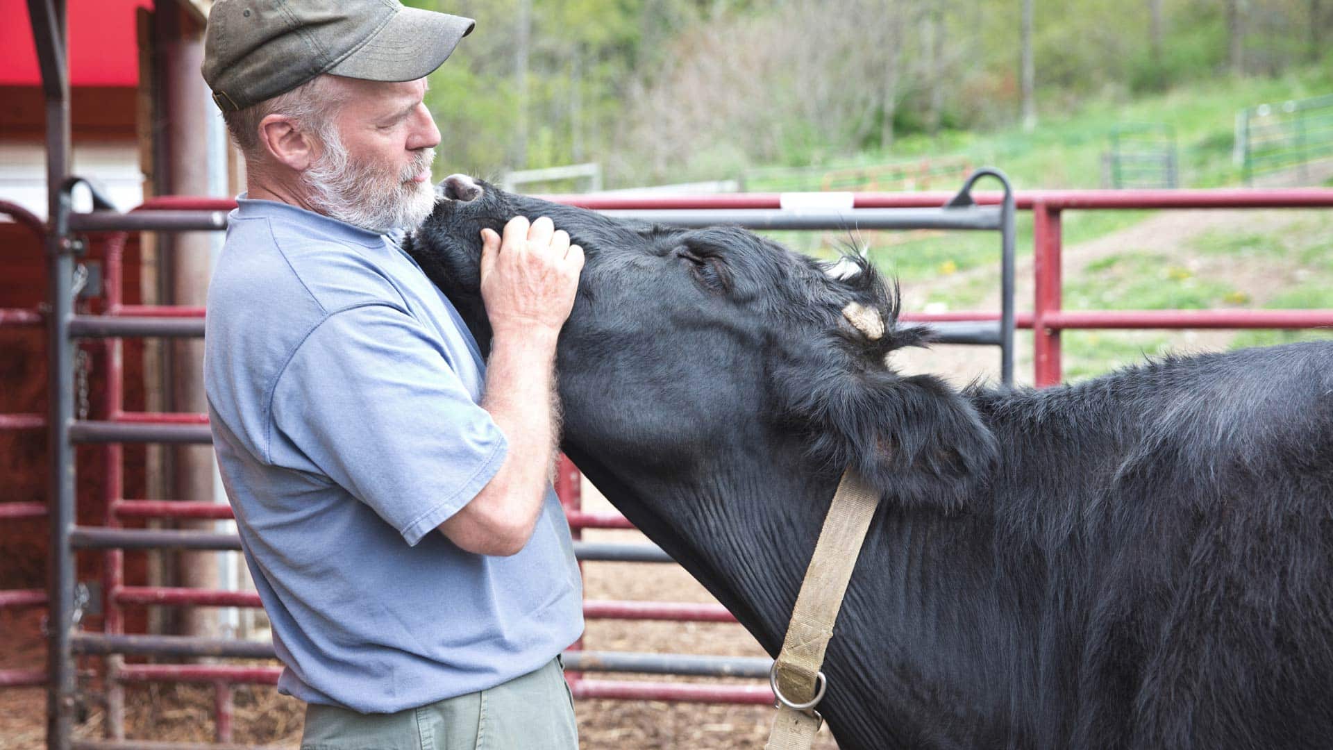 A farmer pets a black cow in a pasture.