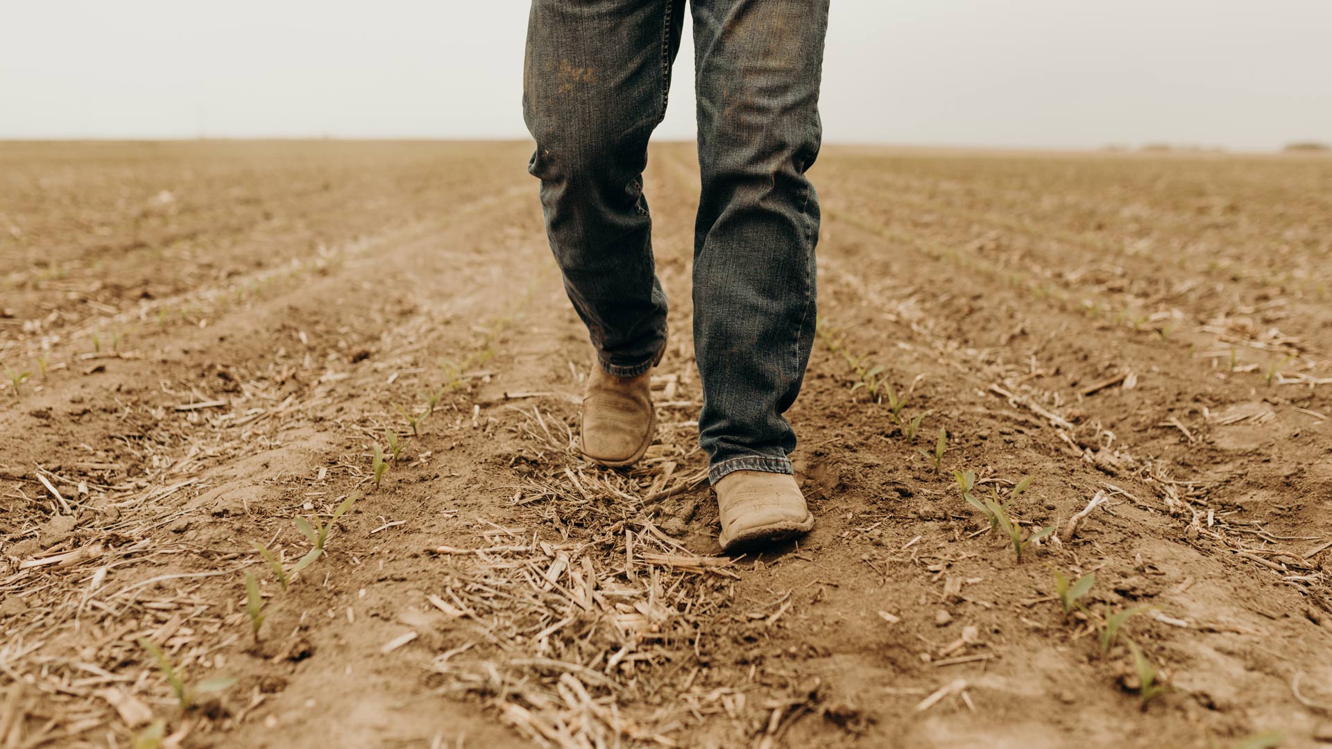 Farmer walking over dry corn field