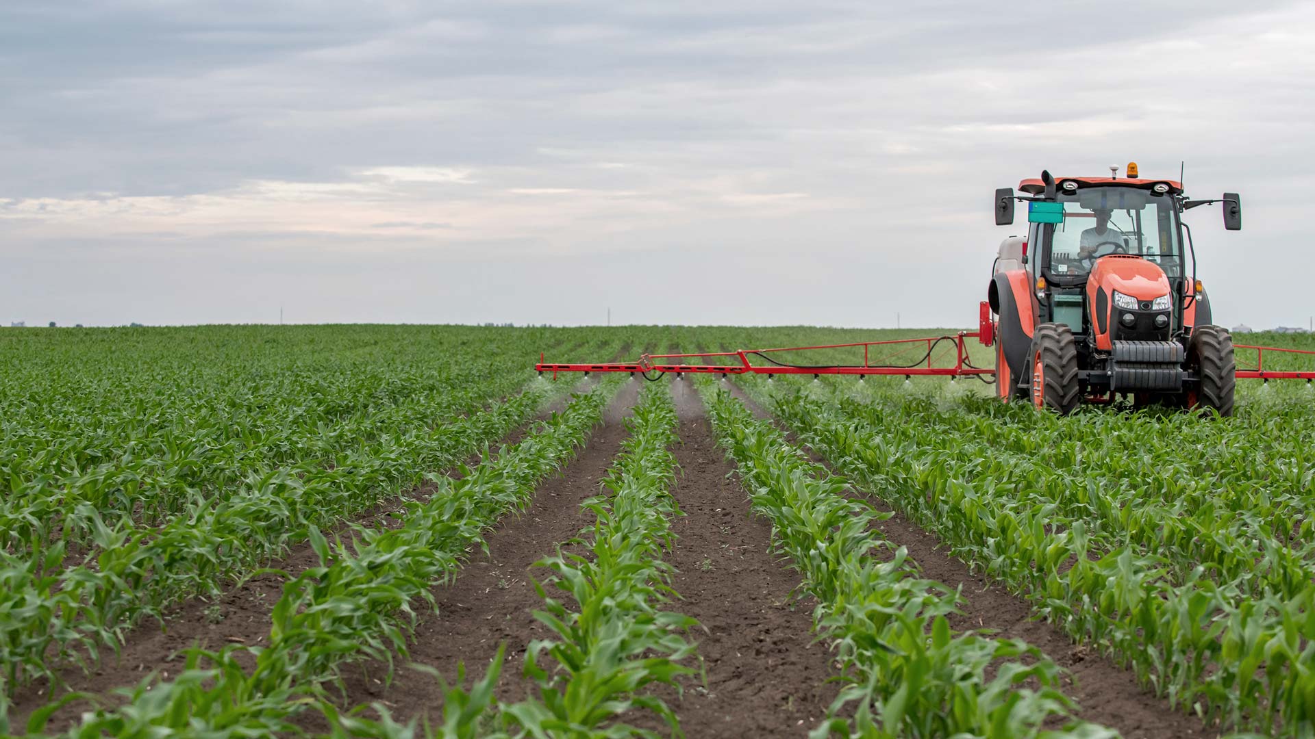 Tractor spraying fertilizer in corn field
