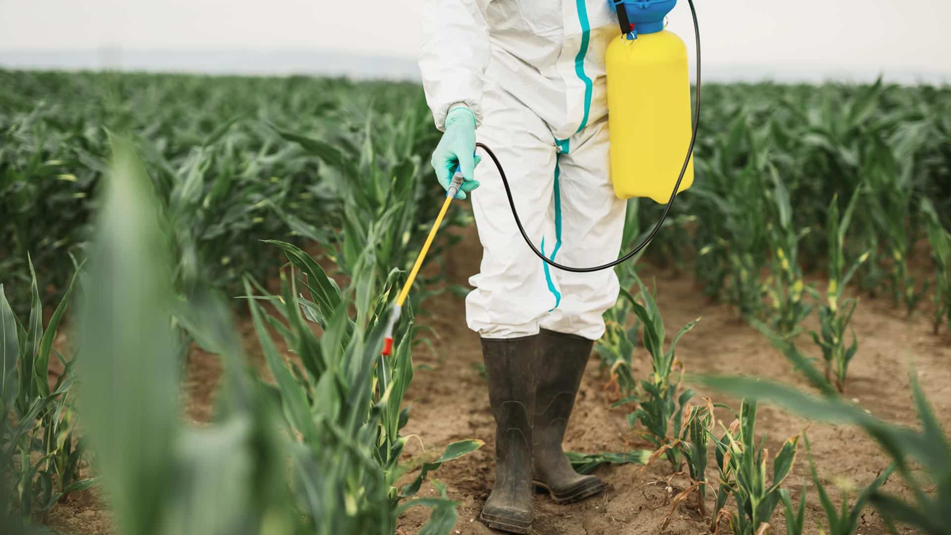 Person spraying crops with herbicides