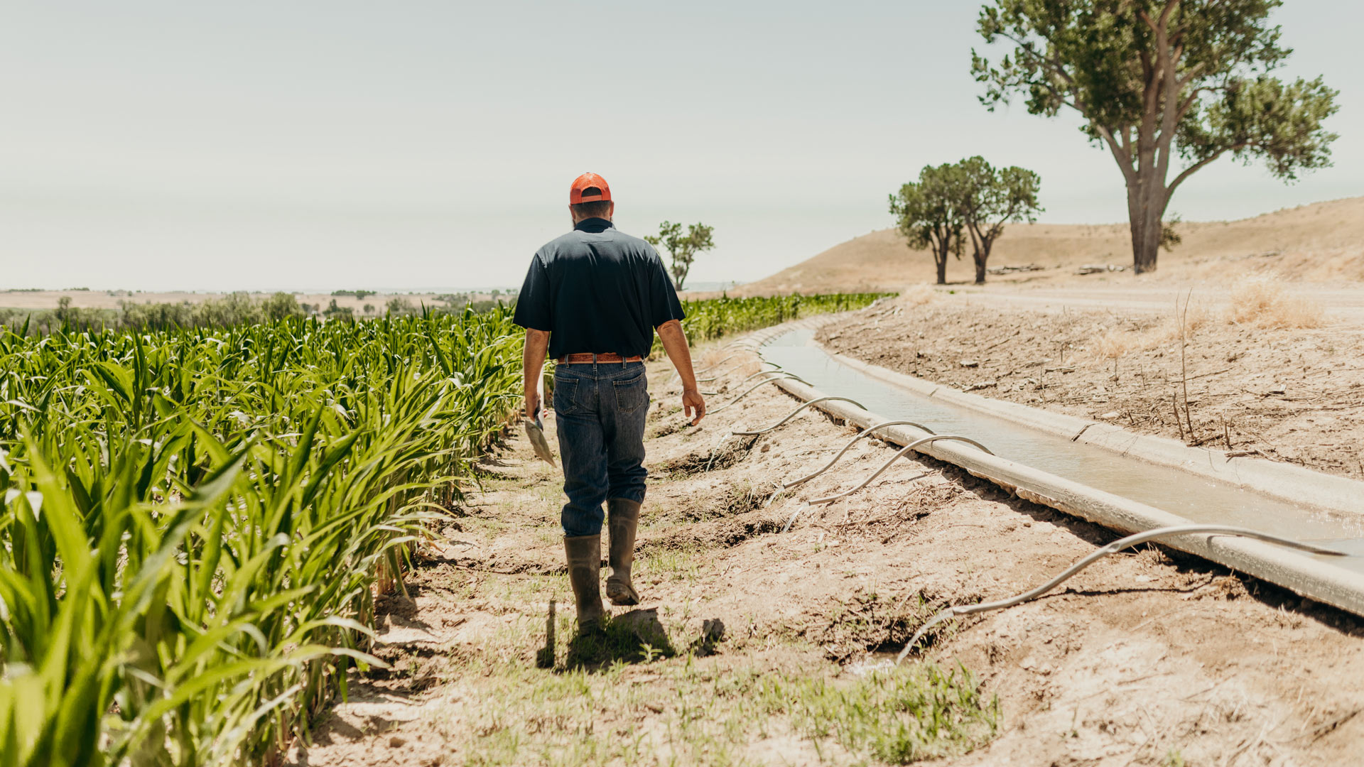 Farmer walking next to a corn field