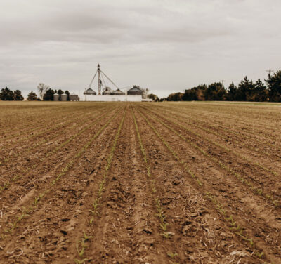 Recently planted corn field