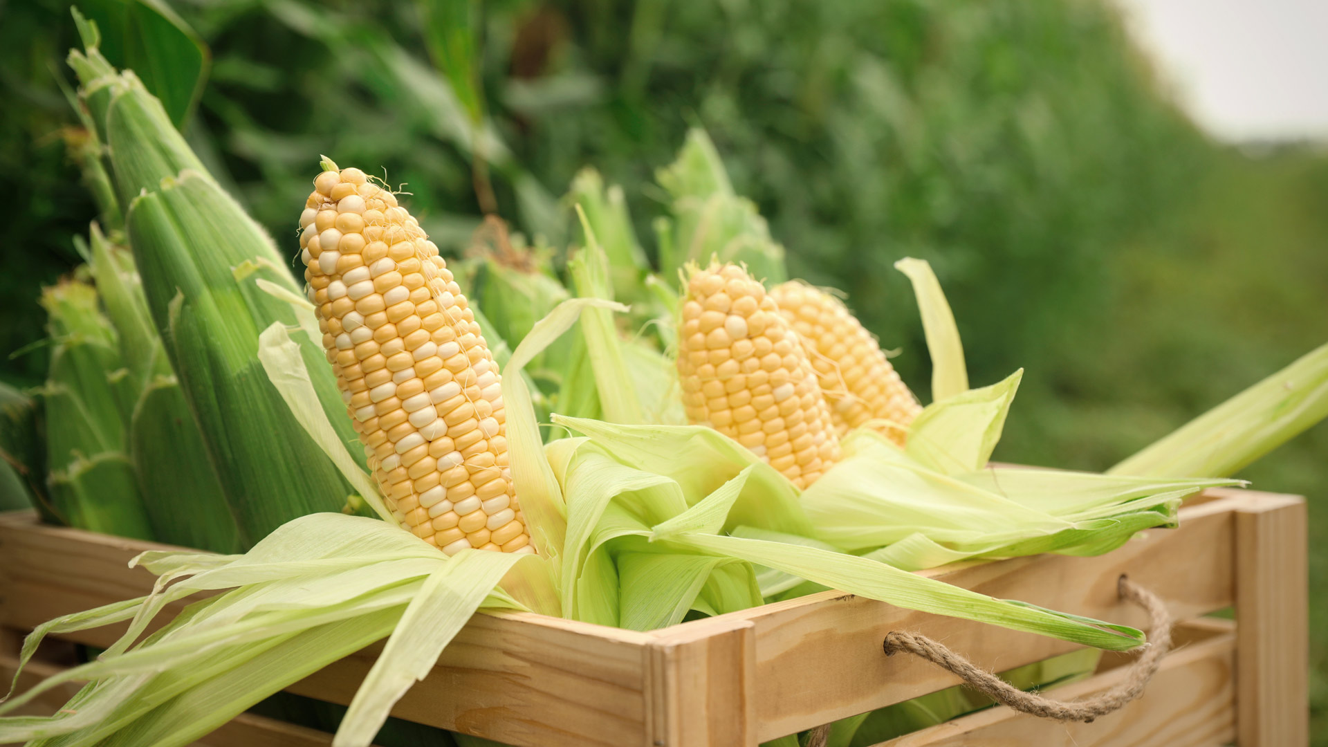 Corn on the cob in a box