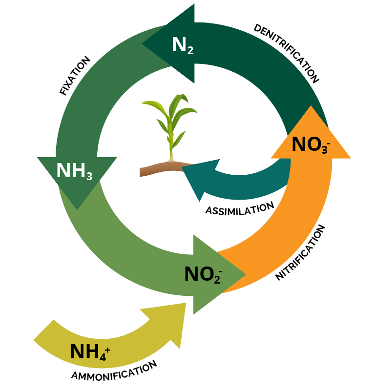 Nitrogen cycle illustration