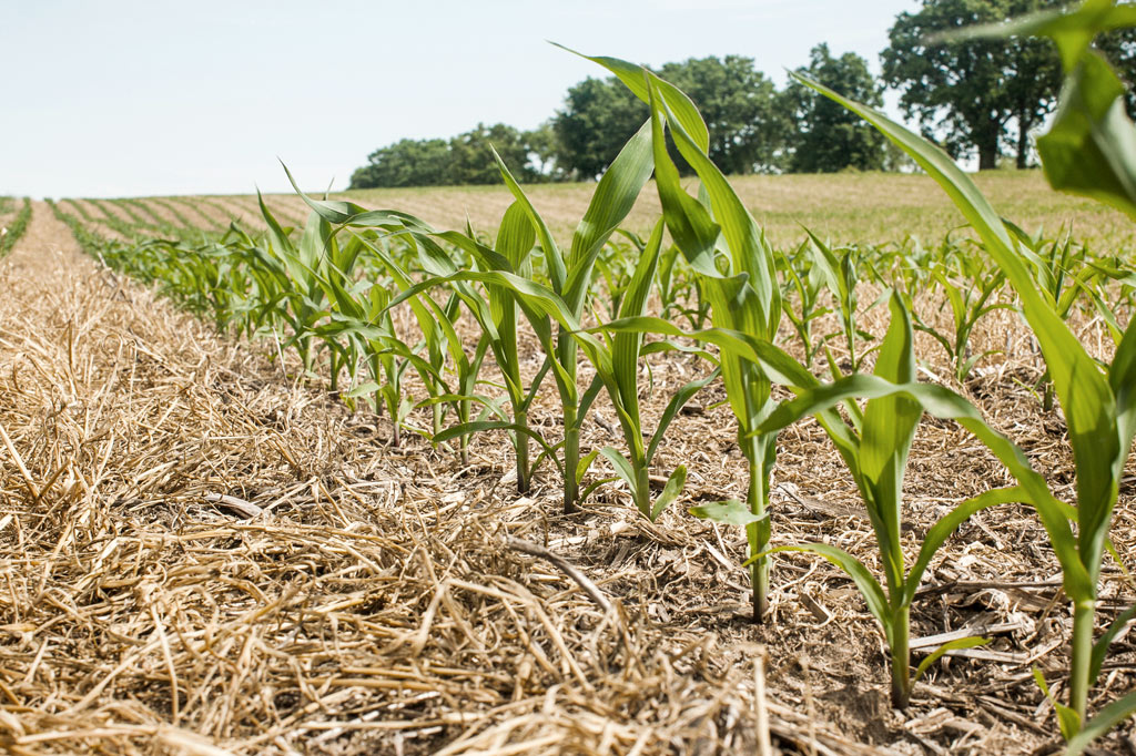 No Till Corn Field