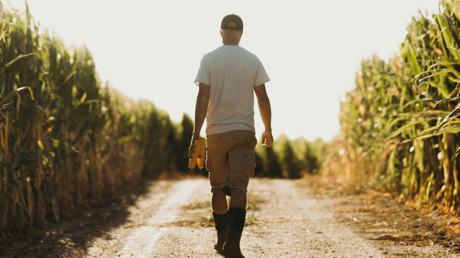 Farmer walking down dirt road surrounded by crops of corn