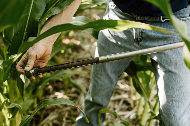 Farmer checking the health of his corn fields