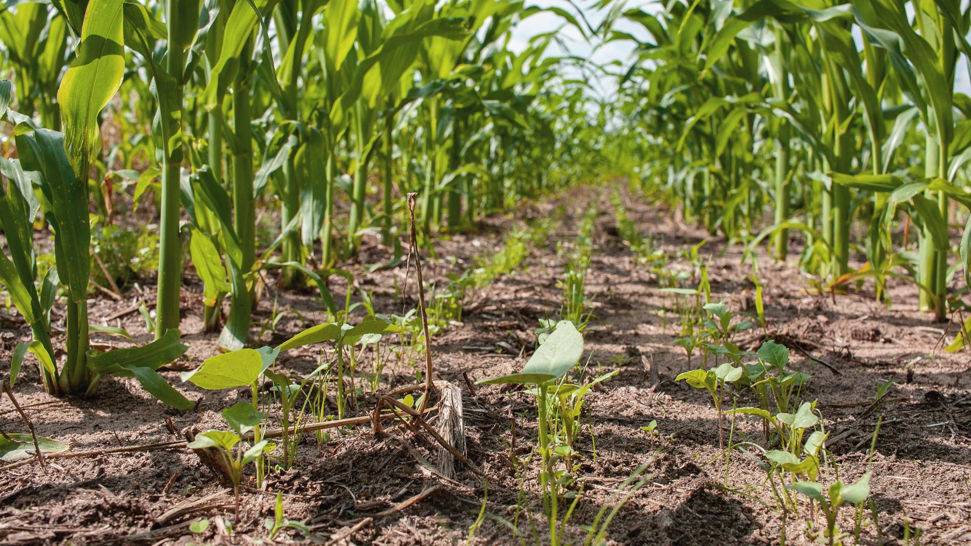 Dirt with corn crops planted