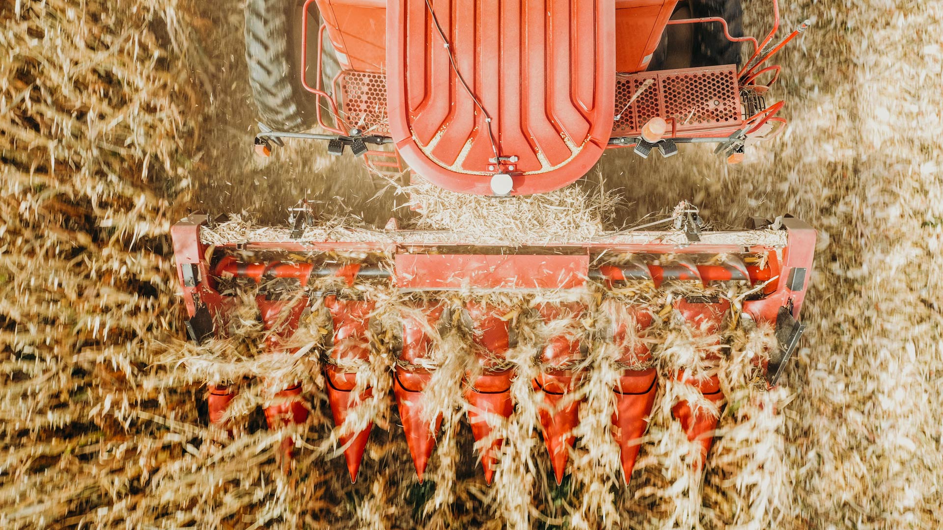 Red combine harvesting corn