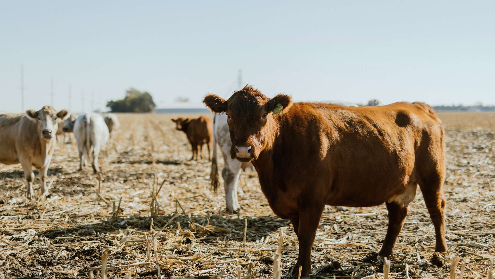 Cows in a corn field